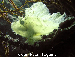 got yah translucent fish! (Leaf-Scorpion) Olympus c-760uz... by Jun Ryan Tagama 